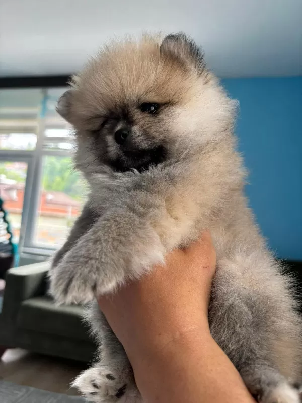 2 Aylık Pomerian Boo Basık Burun