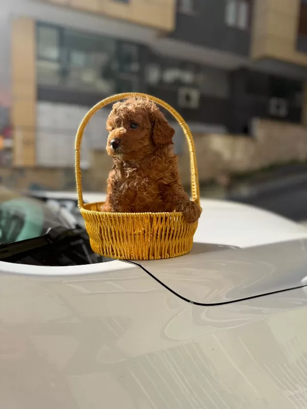 Irk Garantili Toy Poodle
