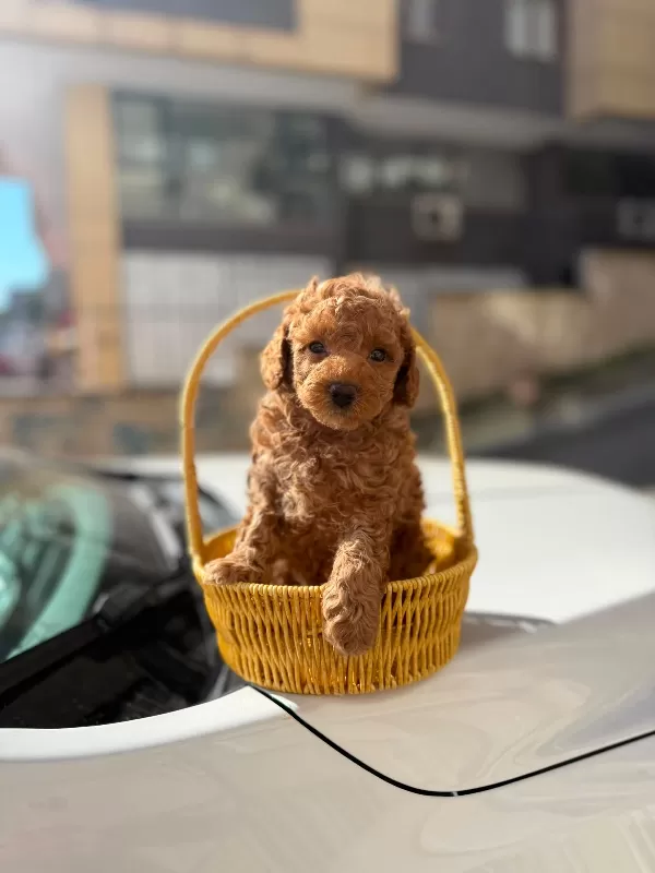 Irk Garantili Toy Poodle