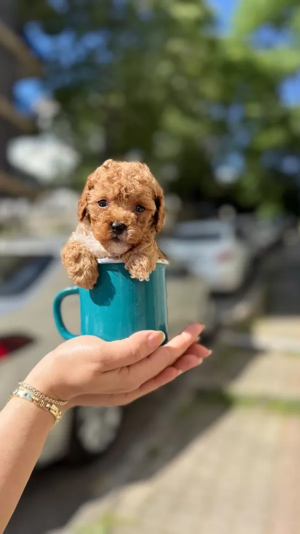 Irk Garantili Toy Poodle