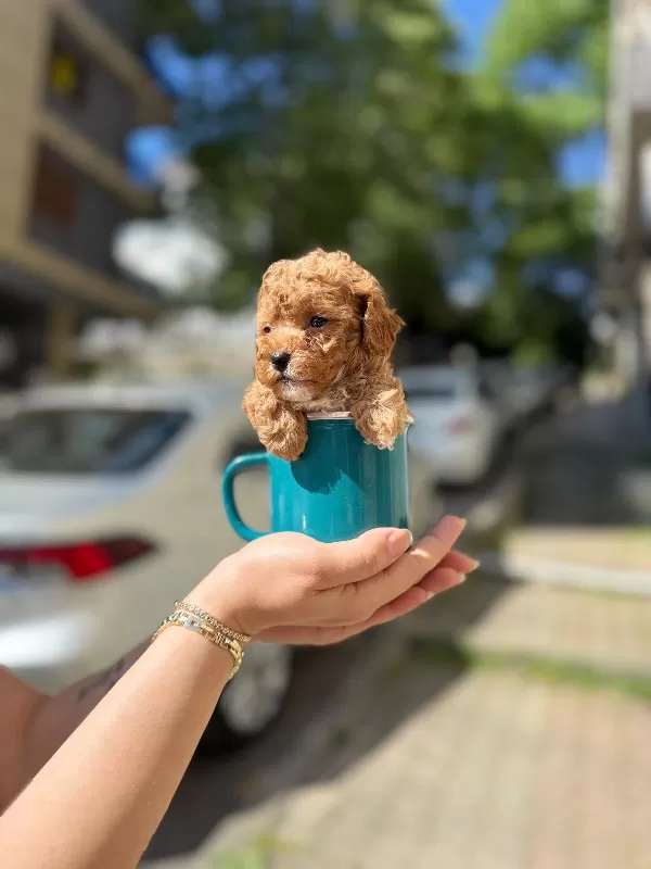 Irk Garantili Toy Poodle
