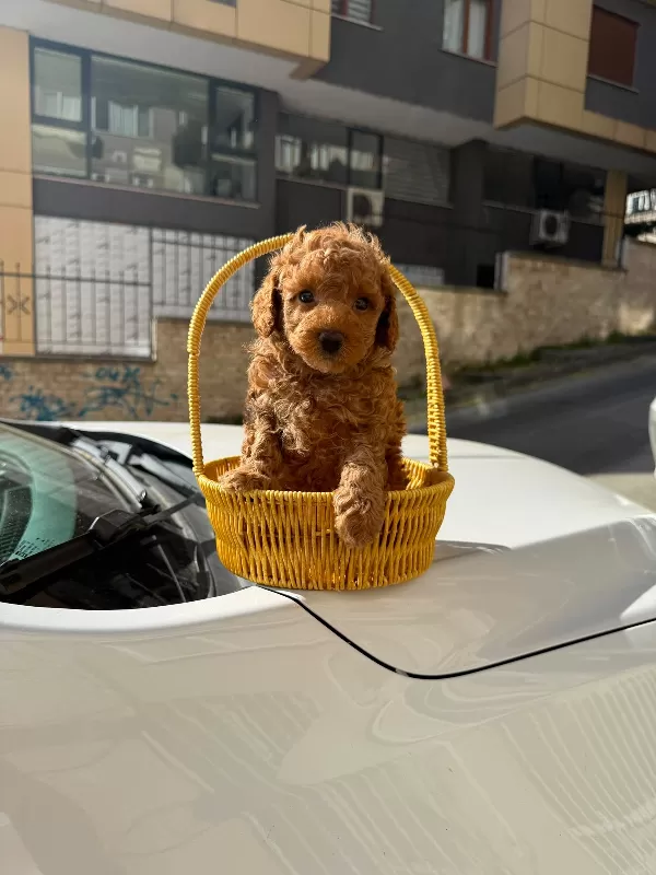 Irk Garantili Toy Poodle