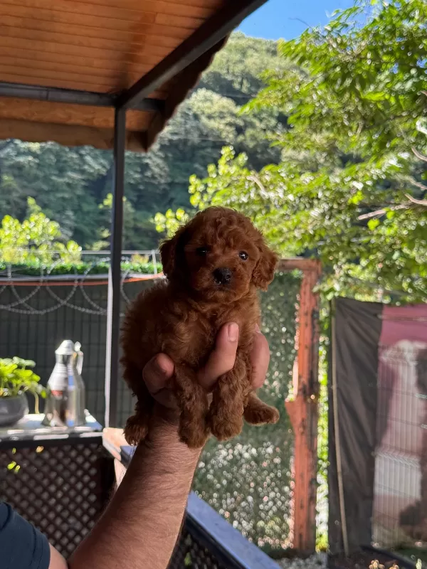 Premium Kalitede Toy Poodle Bebeklerimiz Yeni Ailelerini Bekliyor