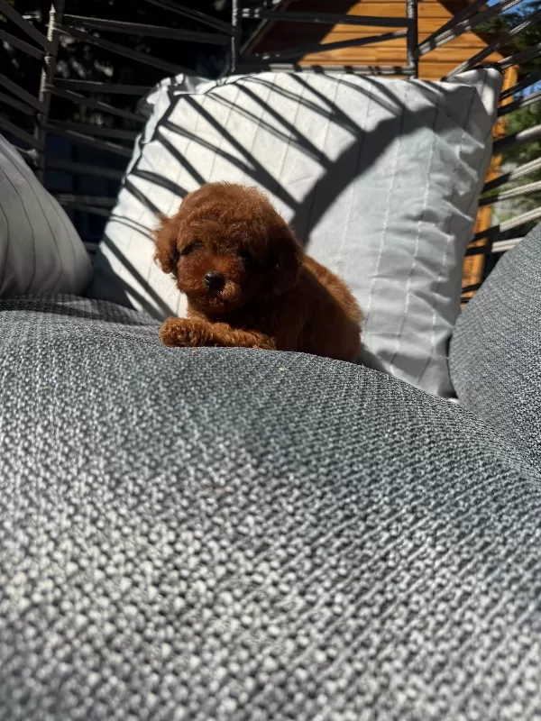 Orjinal Toy Poodle Yavrularımız