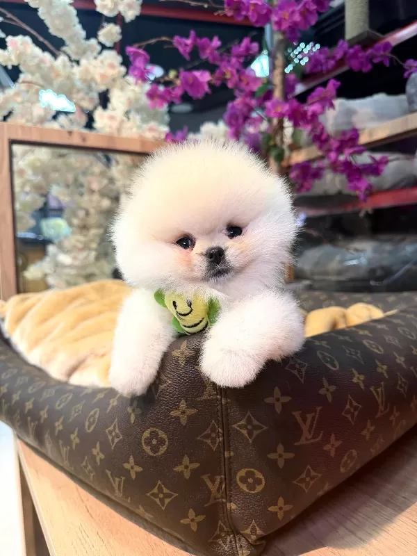 Sevimli Pomeranian Yavruları Yeni Ailesini Bekliyor