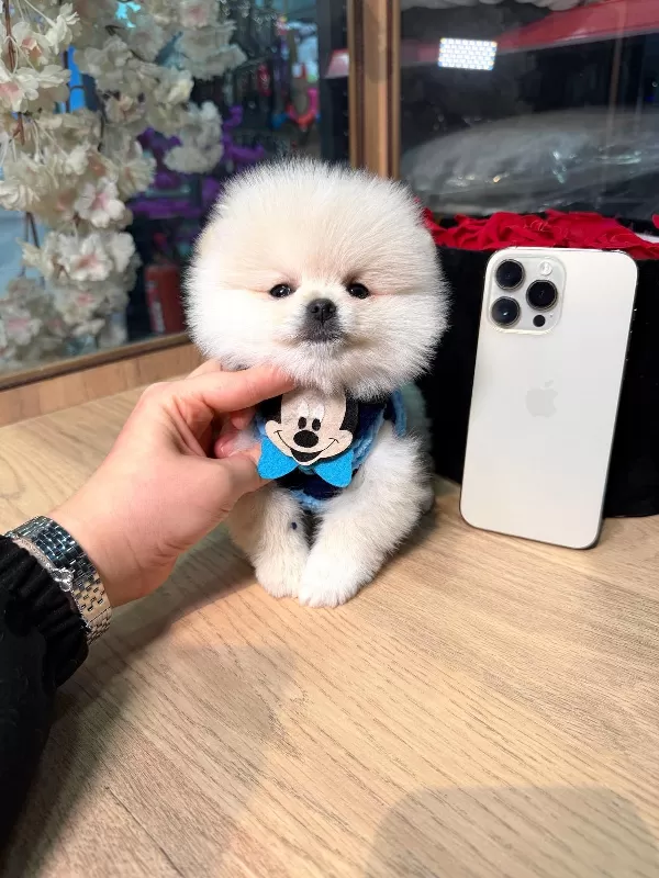 Sevimli Pomeranian Yavruları Yeni Ailesini Bekliyor