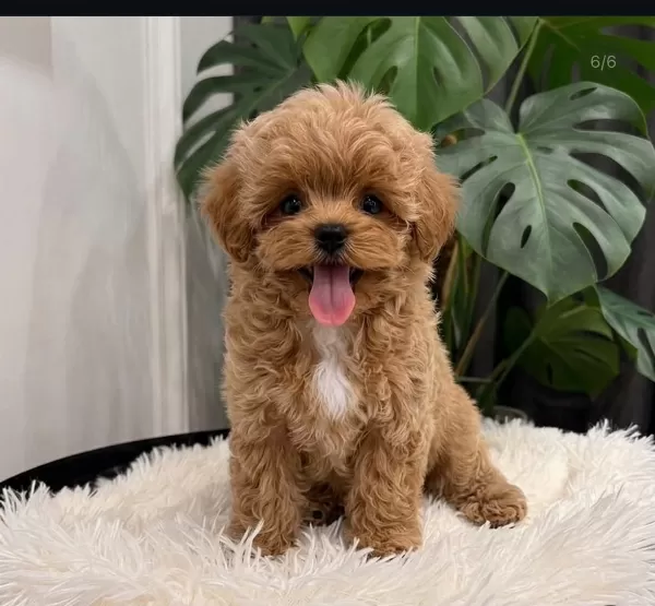 Orjinal Maltipoo Bebeklerimiz Yeni Aileleriyle Tanışmayı Bekliyor