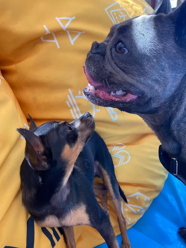 Sevimli Dişi French Bulldog