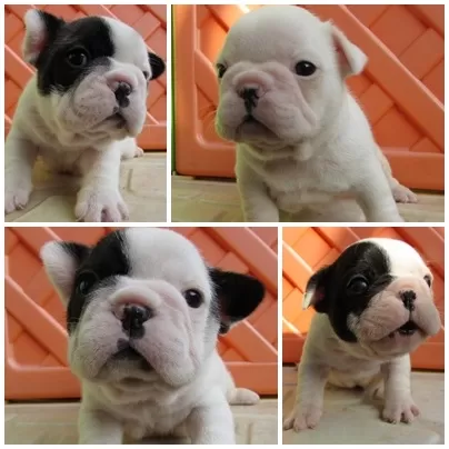 French Bulldog Yavruları