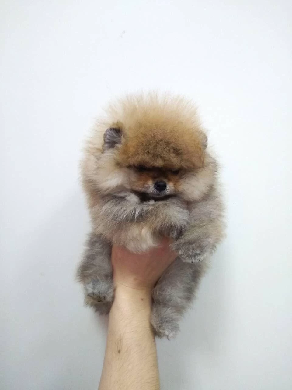 Pomeranian Boo Sevgiyle Büyütülen