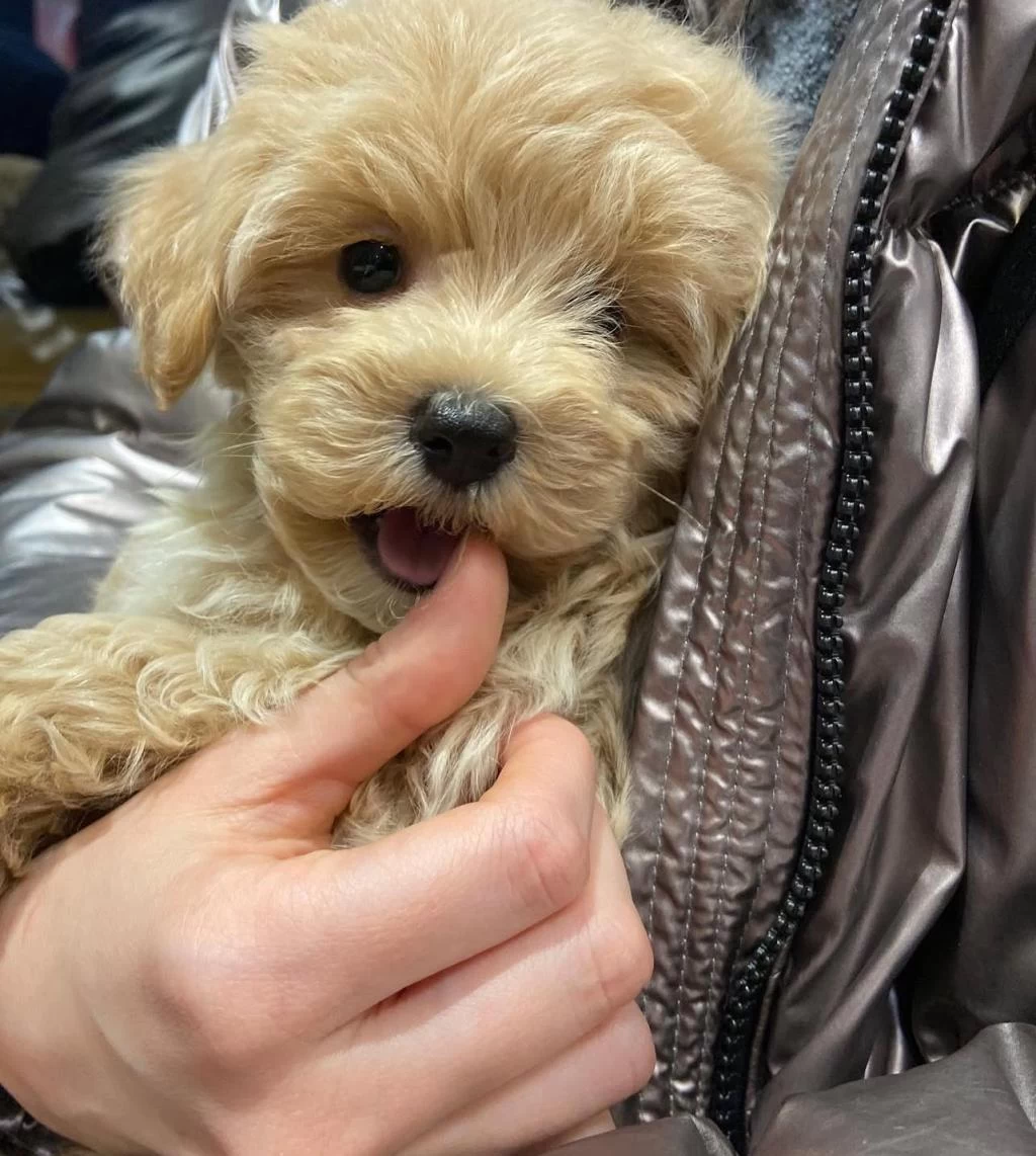 Birbirinden Güzel Maltipoo Teacup Yavrular
