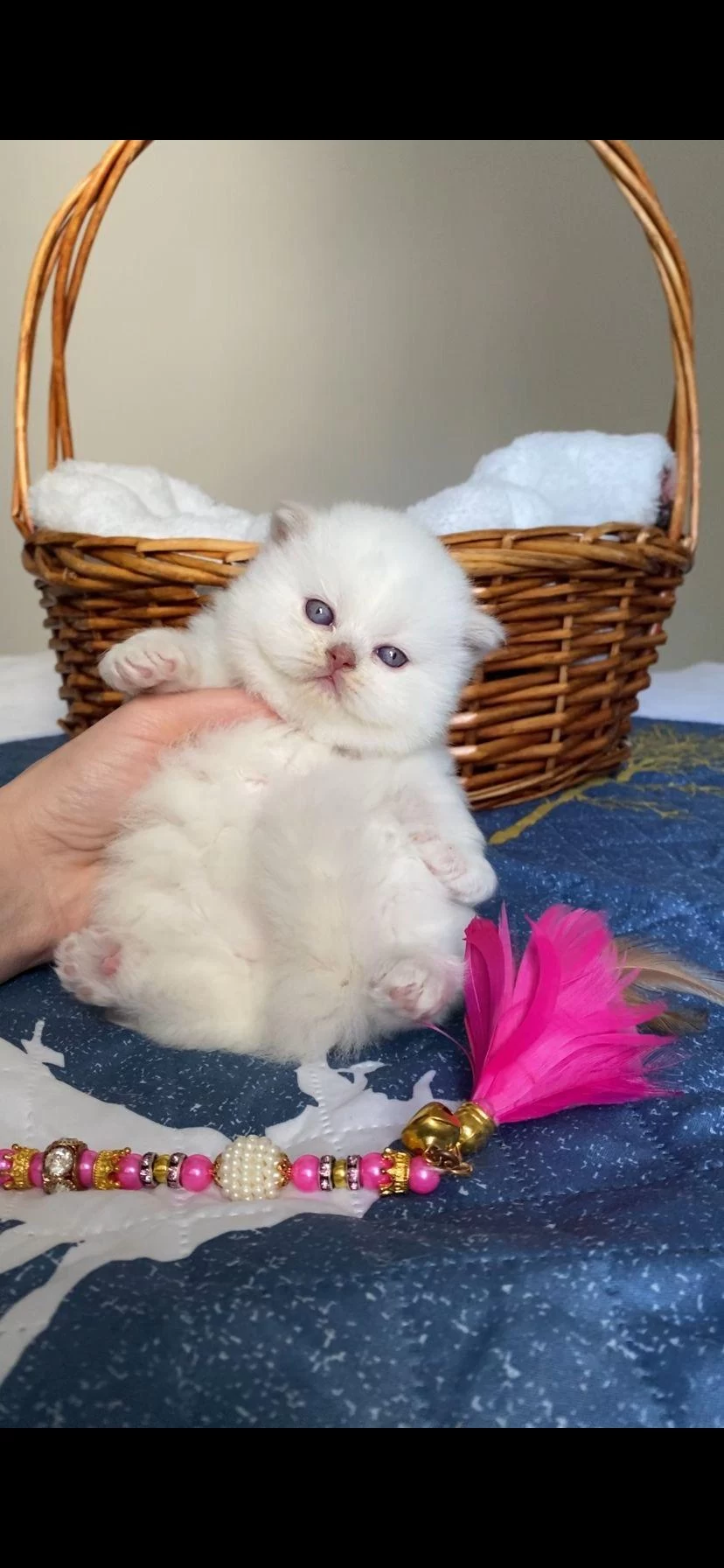 British Longhair Dişi Kedim