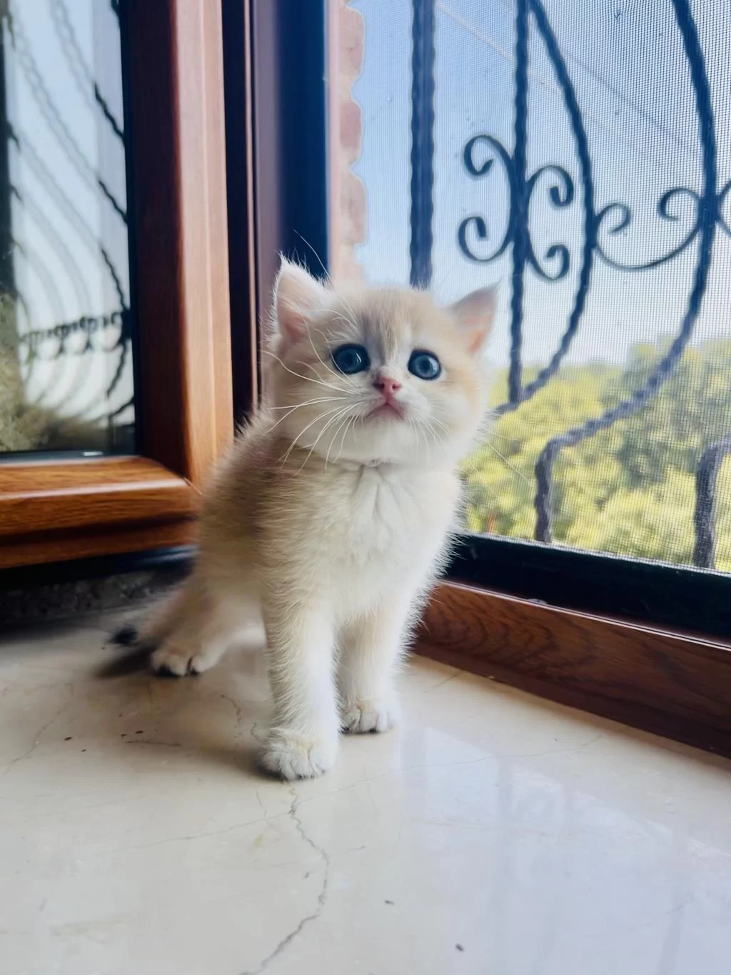 Saf Kan Golden British Shorthair Yavrular (wcf Kayıtlı)