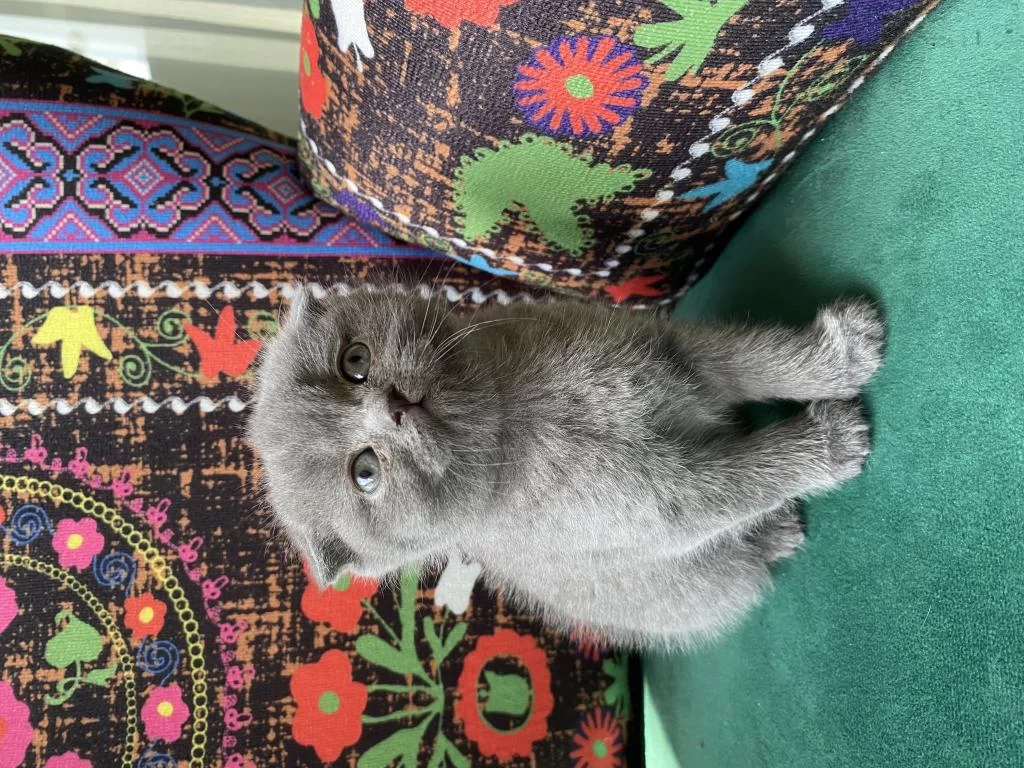 Kırık Kulak Gri Yavru British Shorthair