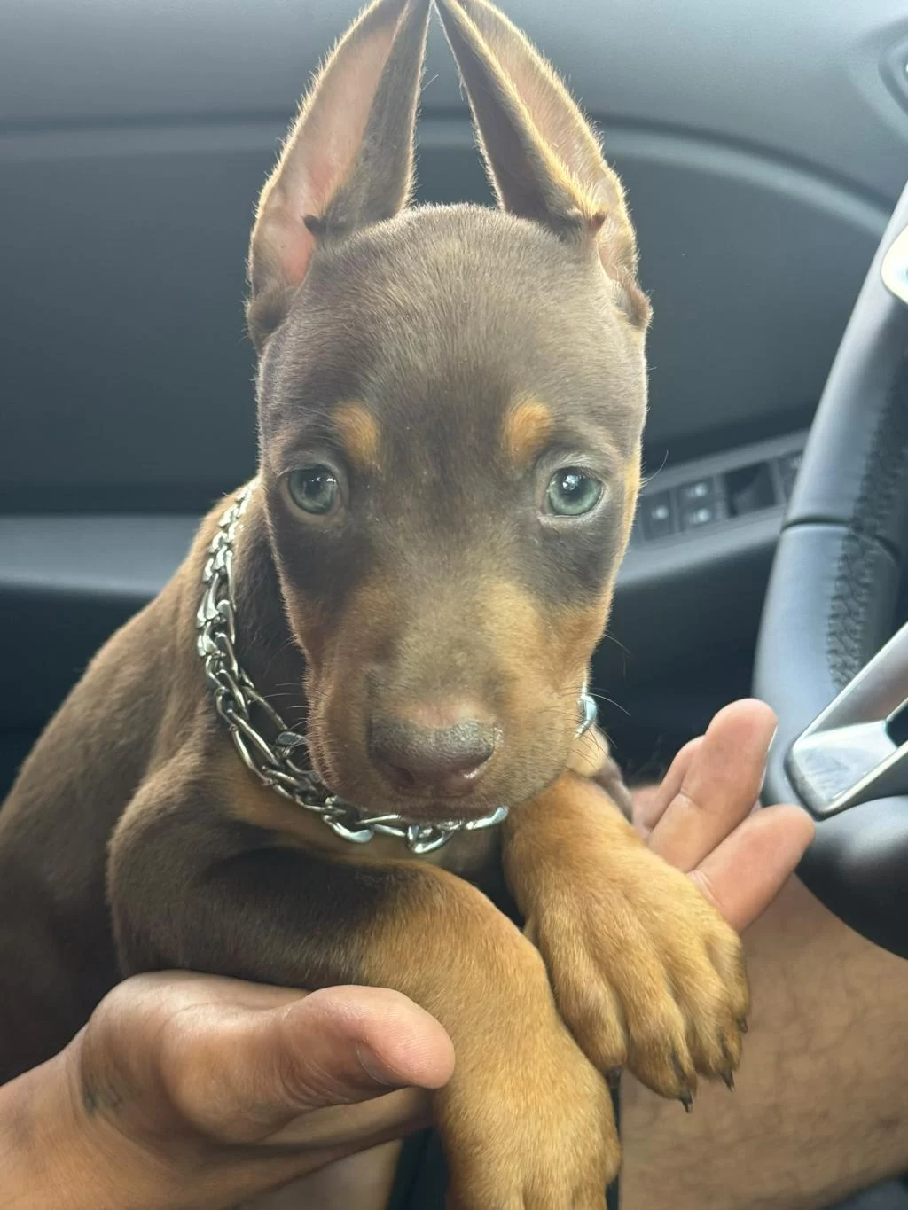 Doberman Yavru Köpeklerimiz