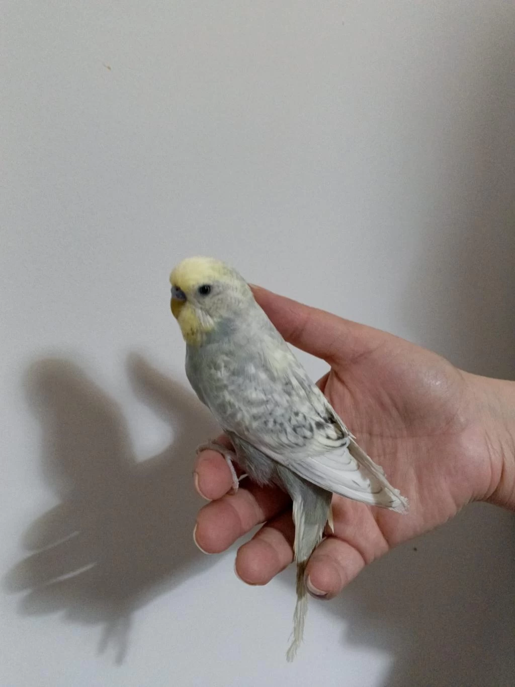 Muhabbet Kuşu Sağlıklı Güzel Kuşlar