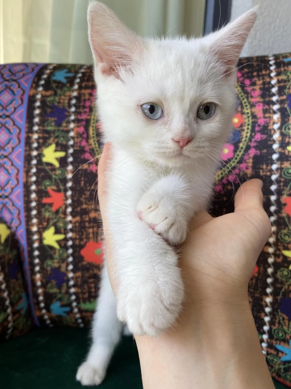 Pamuk Gibi Yavru British Shorthair