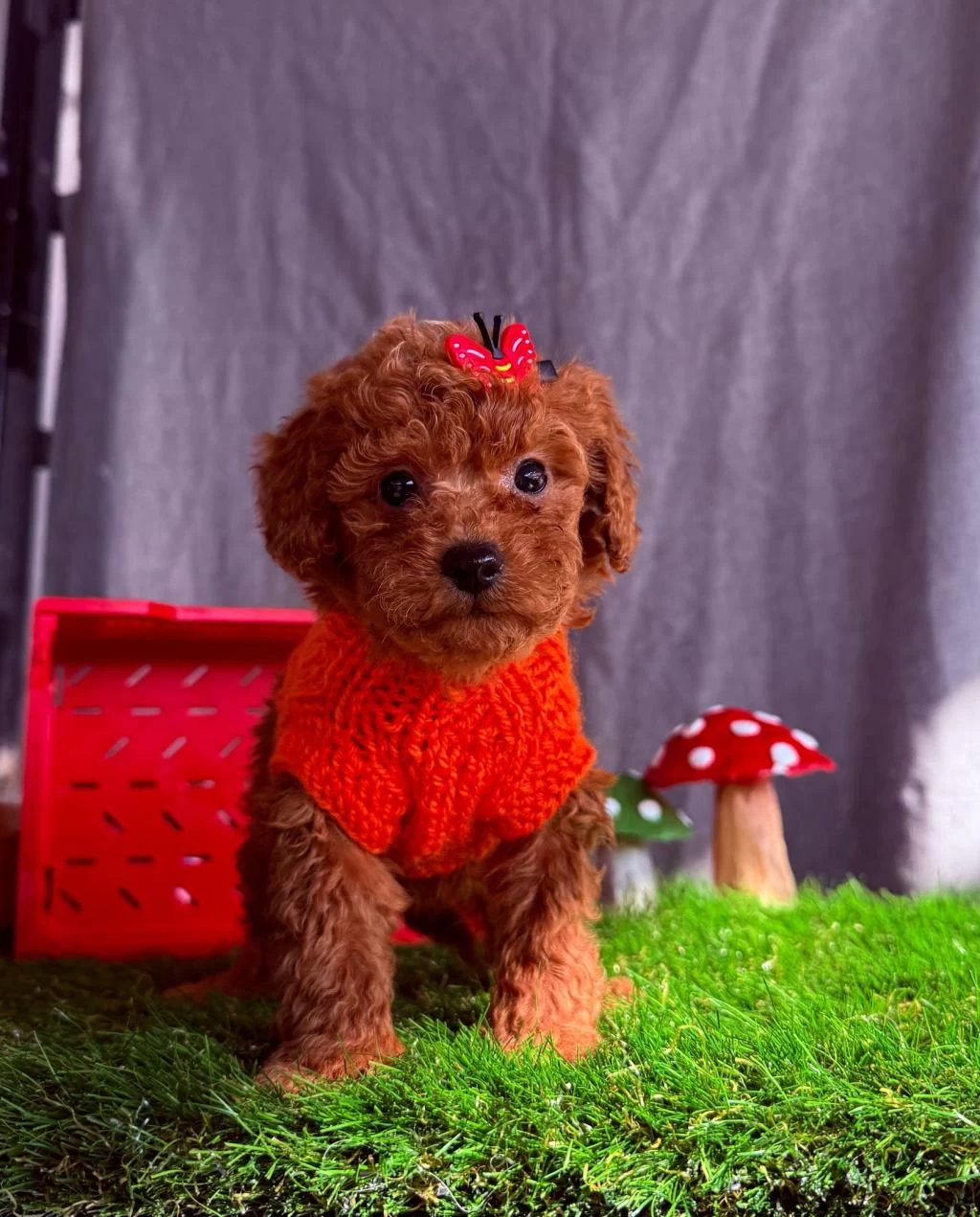 Safkan Toy Poodle Yavrularımız