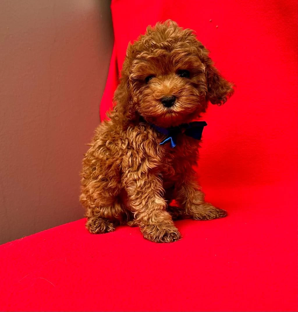 Safkan Toy Poodle Bebekler