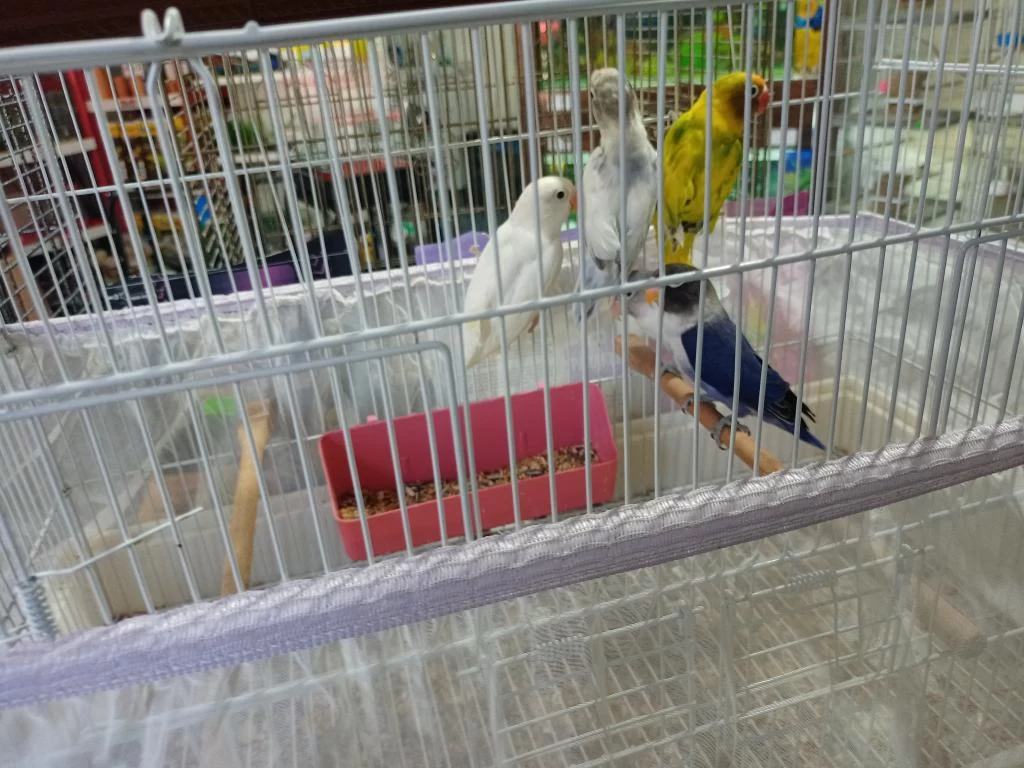 Mutasyon Bebek Cennet Papağanları