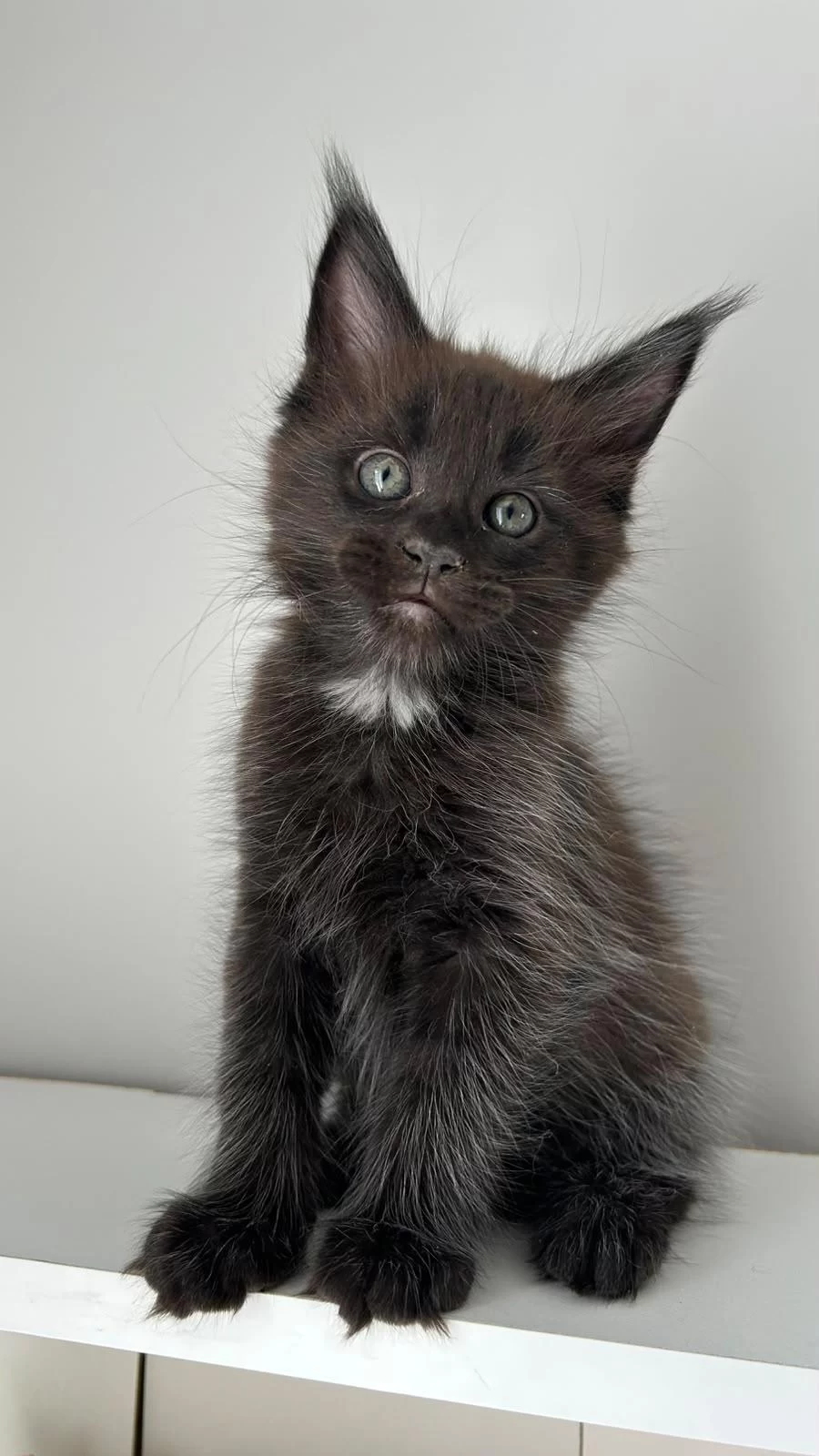 Sağlik Ve İrk Garantili Minik Maine Coon Devler