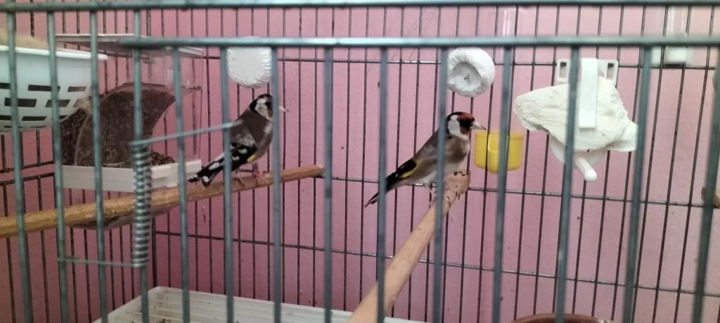 Harika Saka Kuşları Takım
