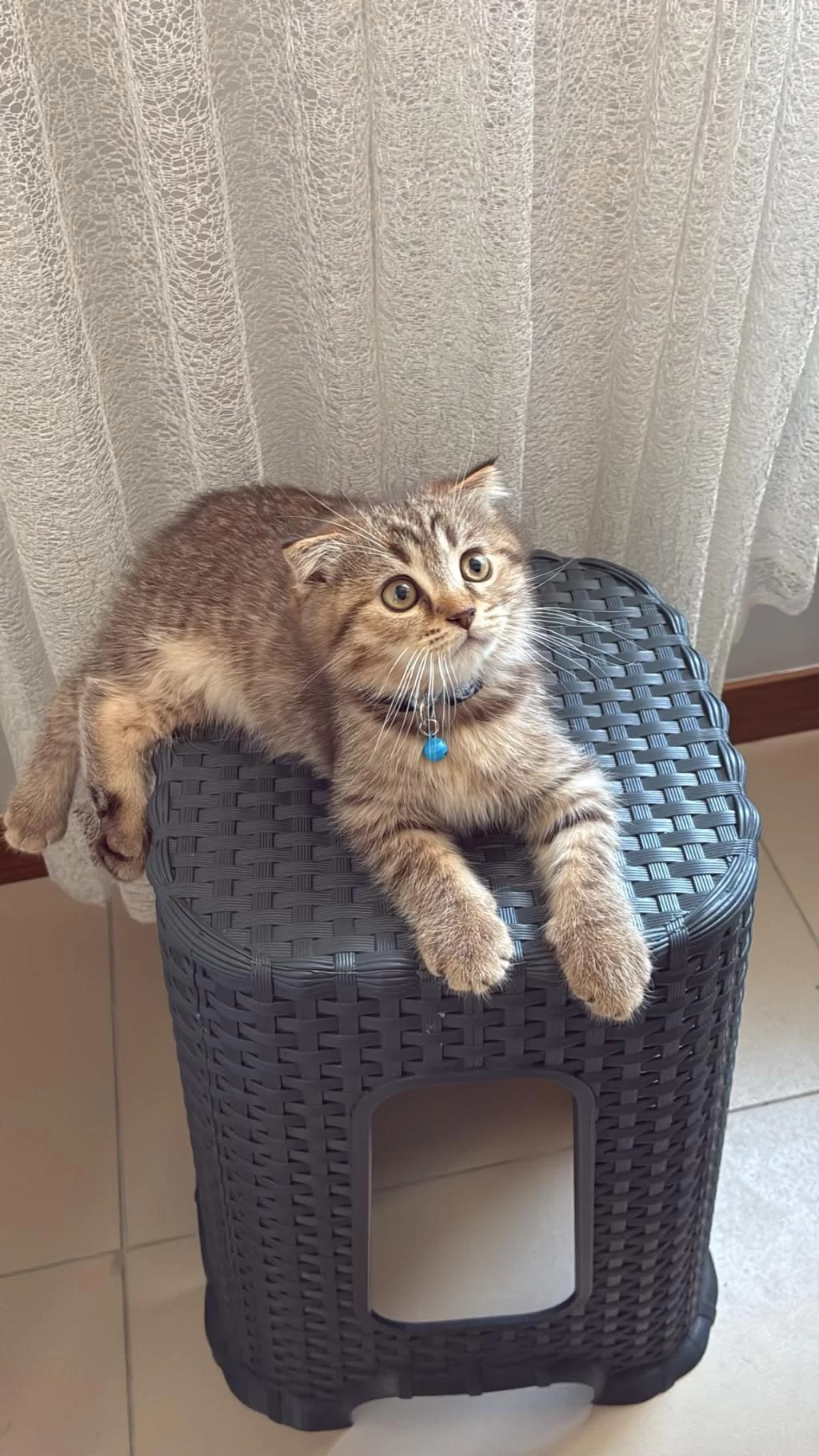 3 Aylık Scottish Fold