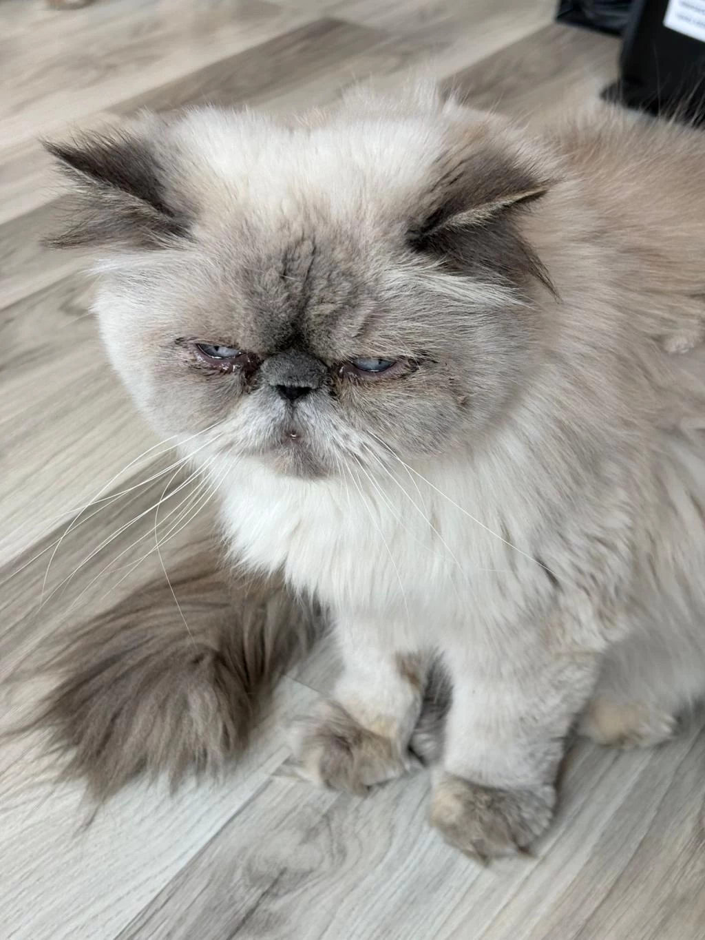 Dişi Persian Kedimiz