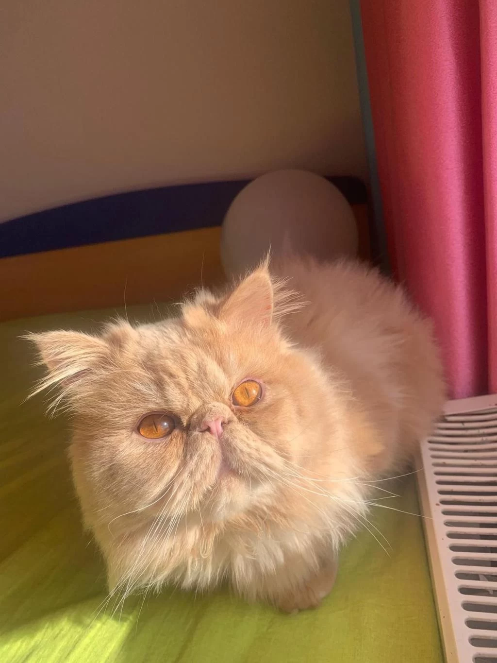 Erkek Persian Kedimiz