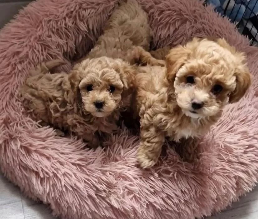 Anne Baba Bize Ait Garantili Orjinal Teacup Maltipoo