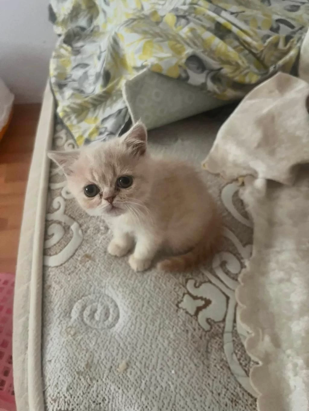 Yavru Ve Anne Kedimiz Eşyaları İle Verilecek
