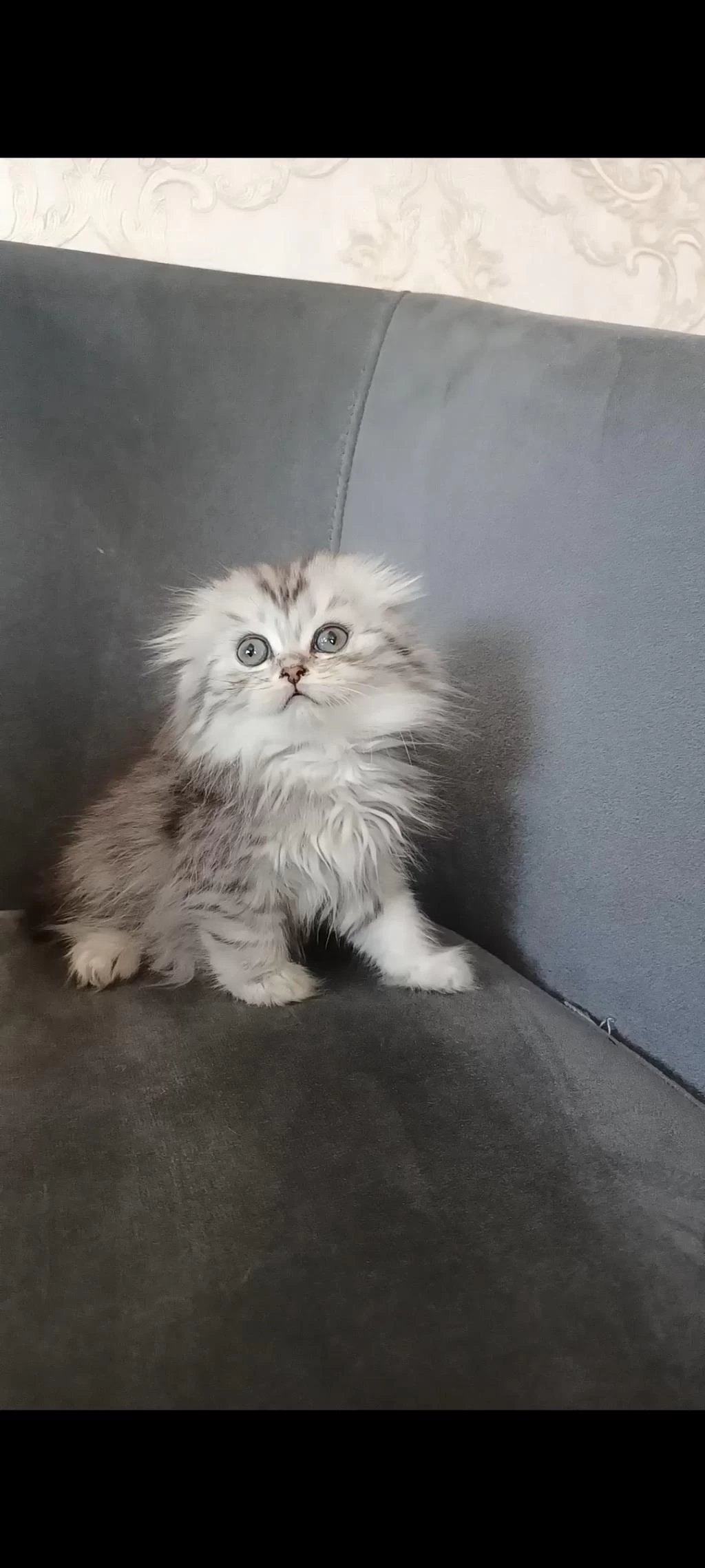 Sağlıklı Minnoş Kedilerim