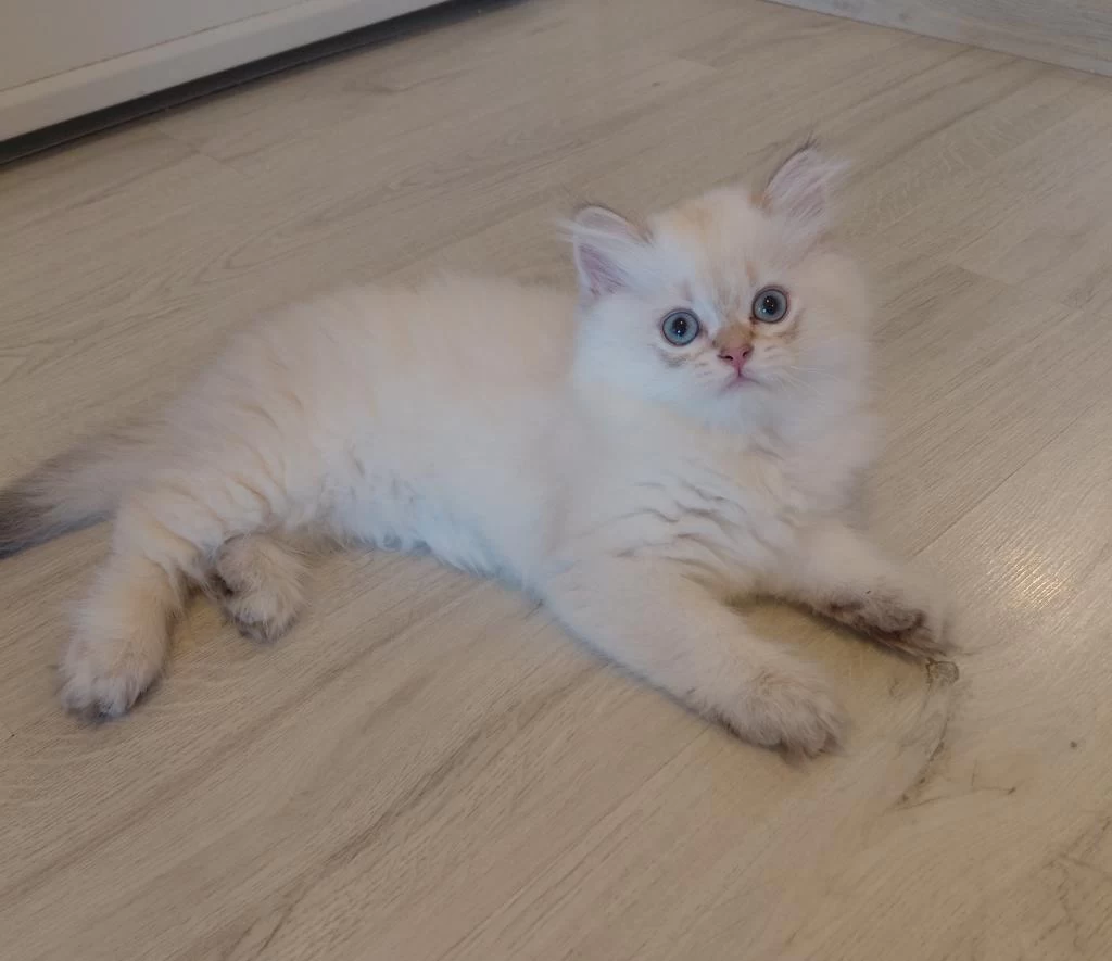 British Longhair Bursa Osmangazi Erkek