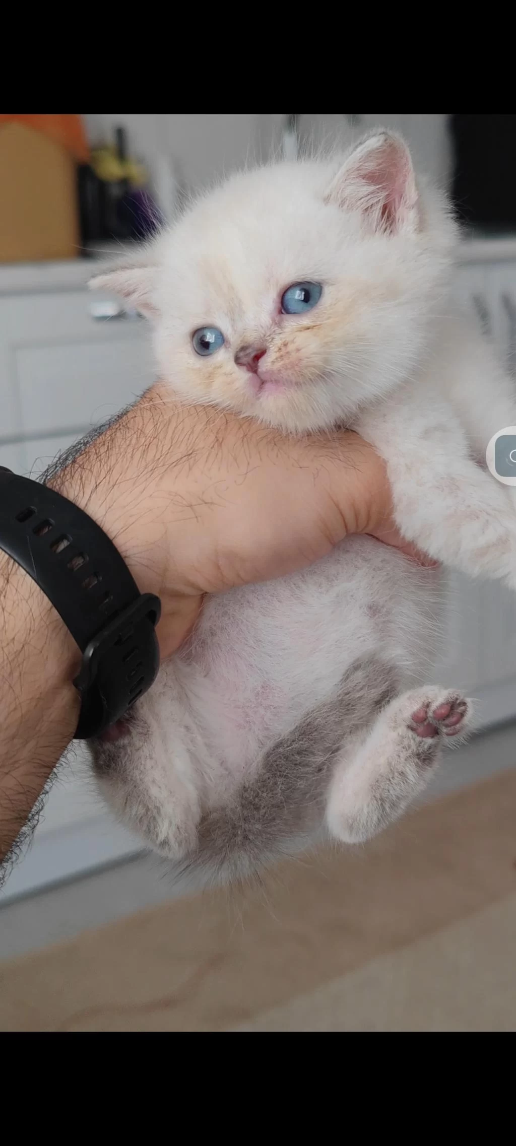 British Shorthair Kedisi