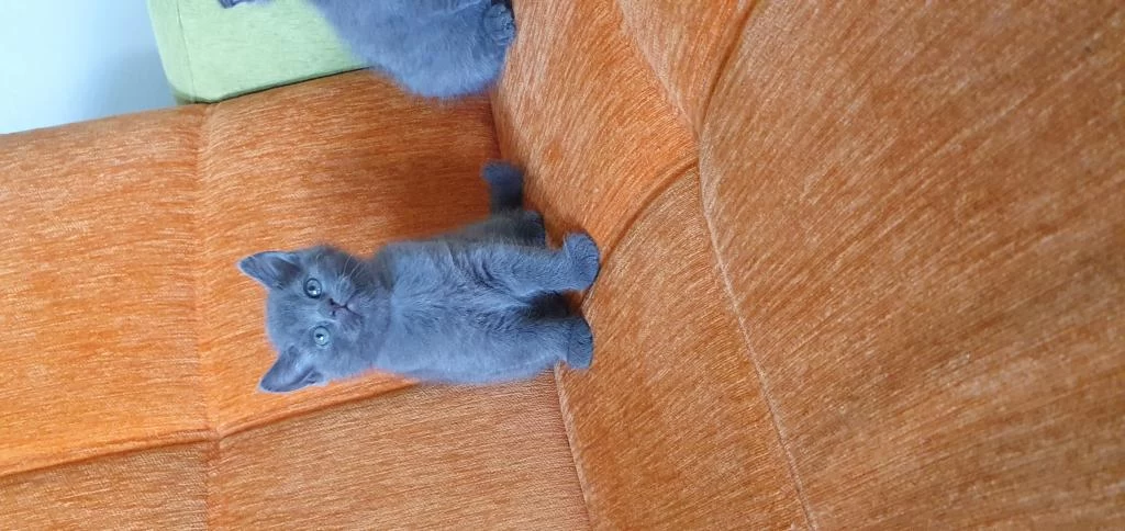 Süper Kalite British Shorthair Yavru
