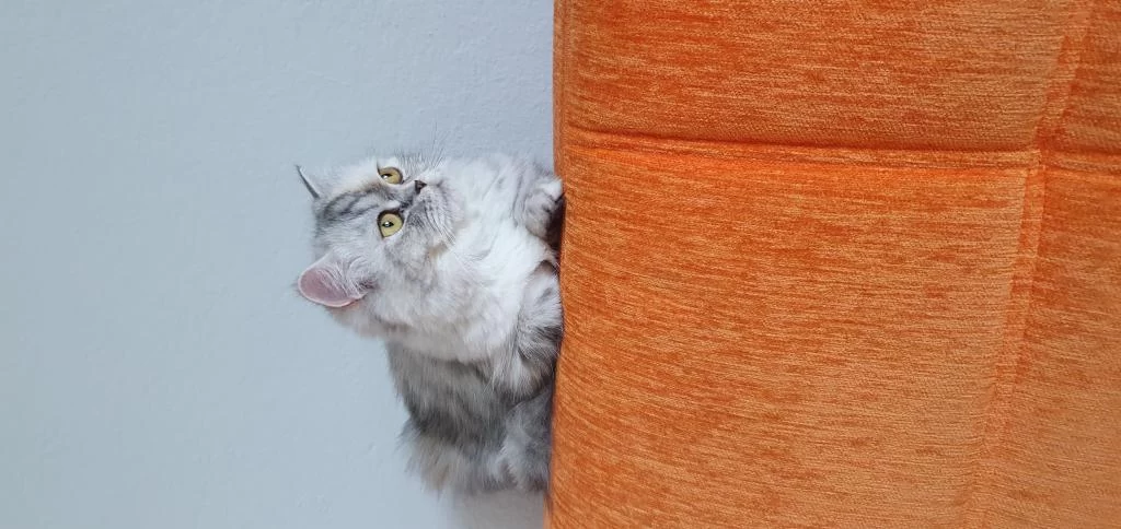 Biblo Kadar Güzel British Longhair
