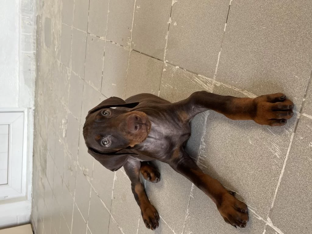 Kızıl Yavru Doberman