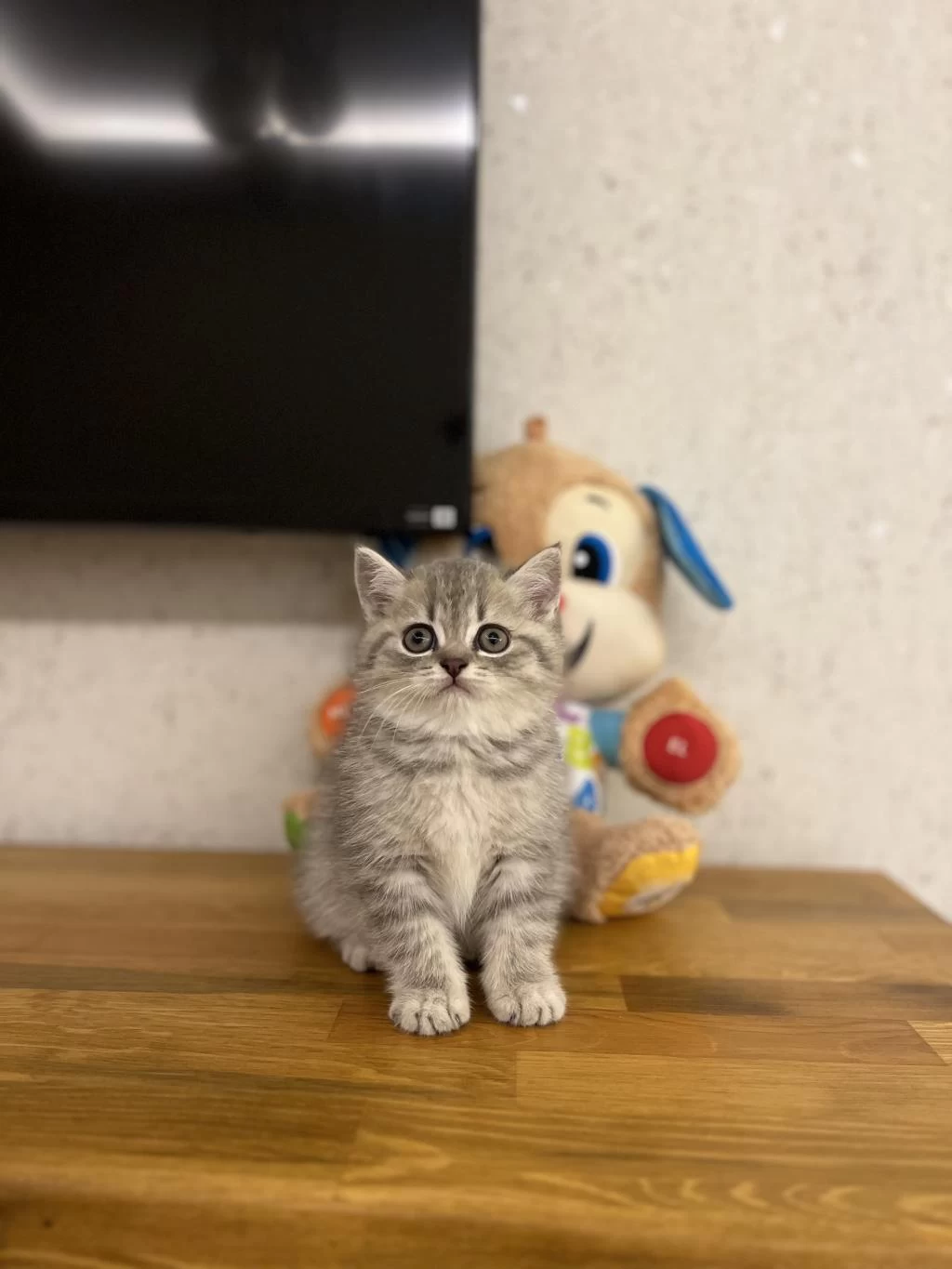Ev Ortaminda Büyüyen British Shorthair Yavrularim