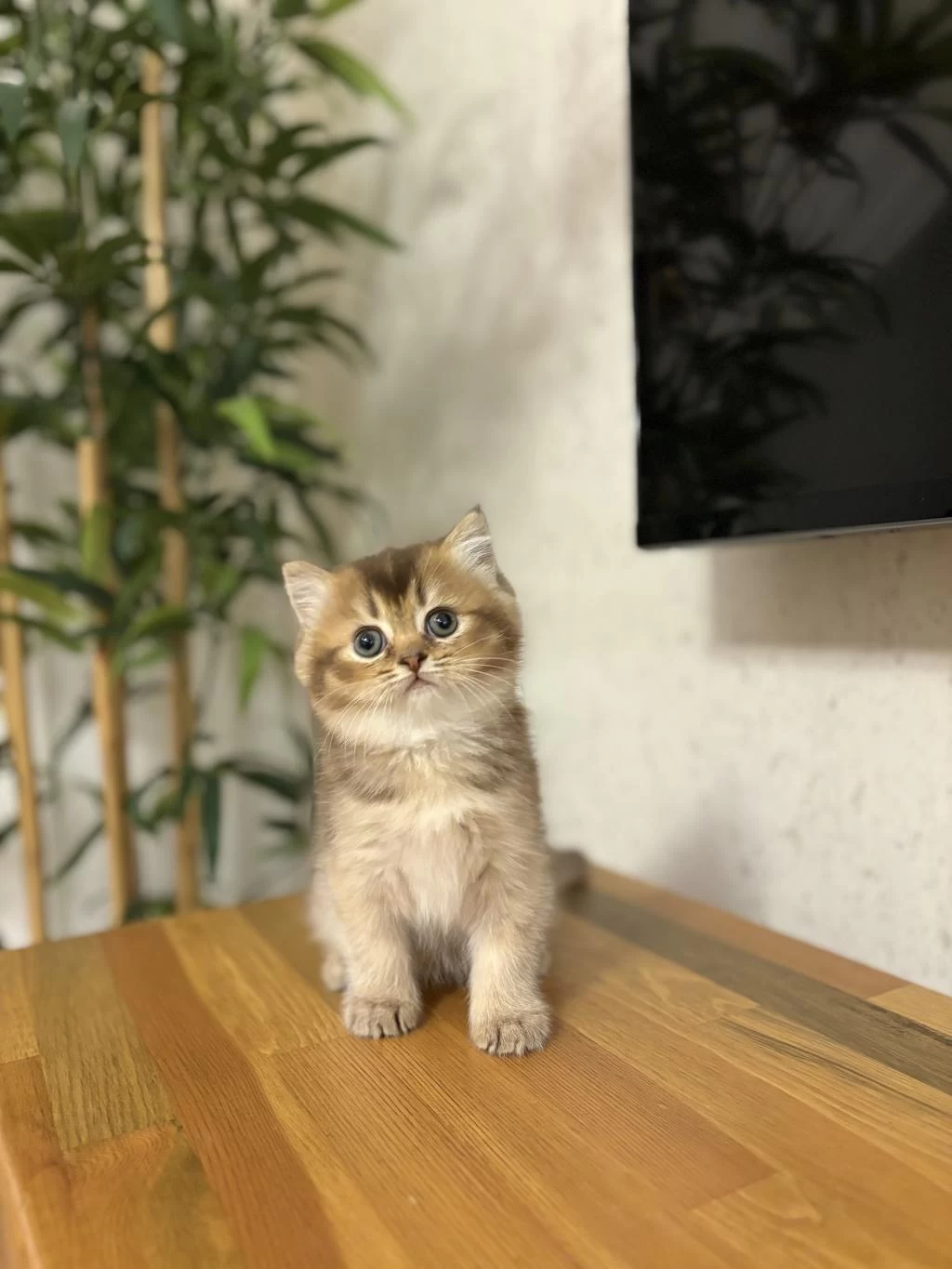 British Shorthair Golden Yavrularim
