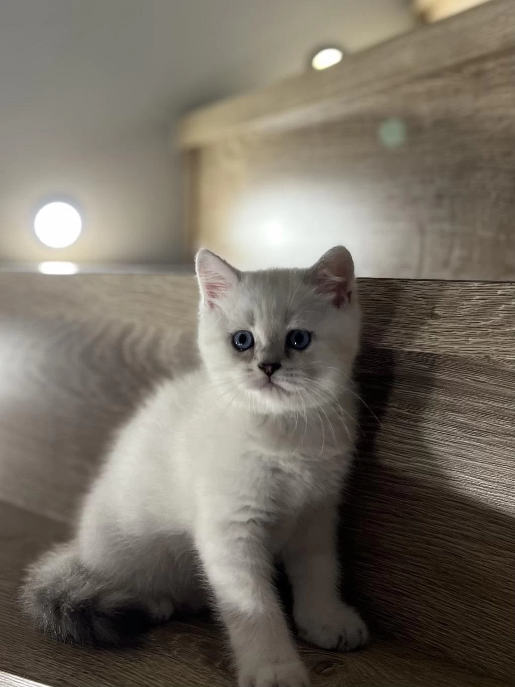British Shorthair Silver Yavrularim