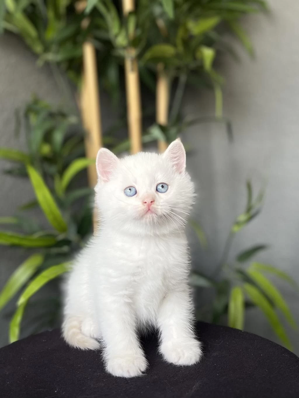 British Shorthair Red Point Yavrularim
