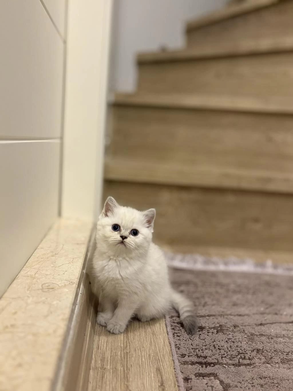 Güxeller Güzeli British Shorthair Yavrularim