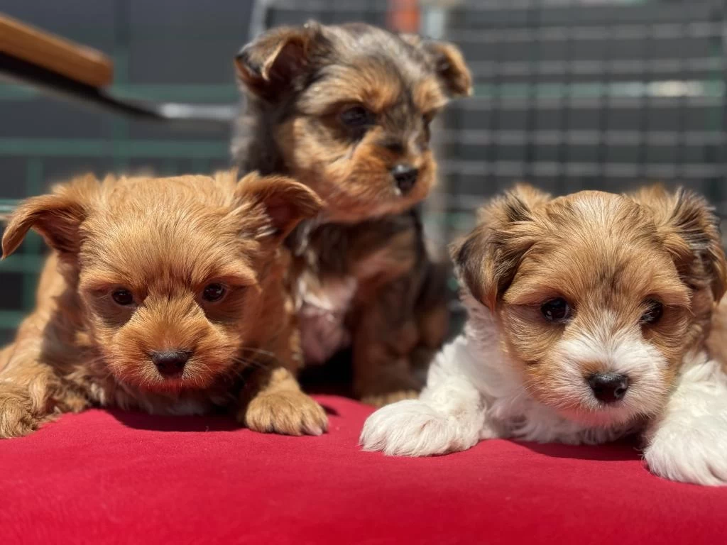 Ultra Kalite Tea Cup Morkie Yavrular Petmode Den