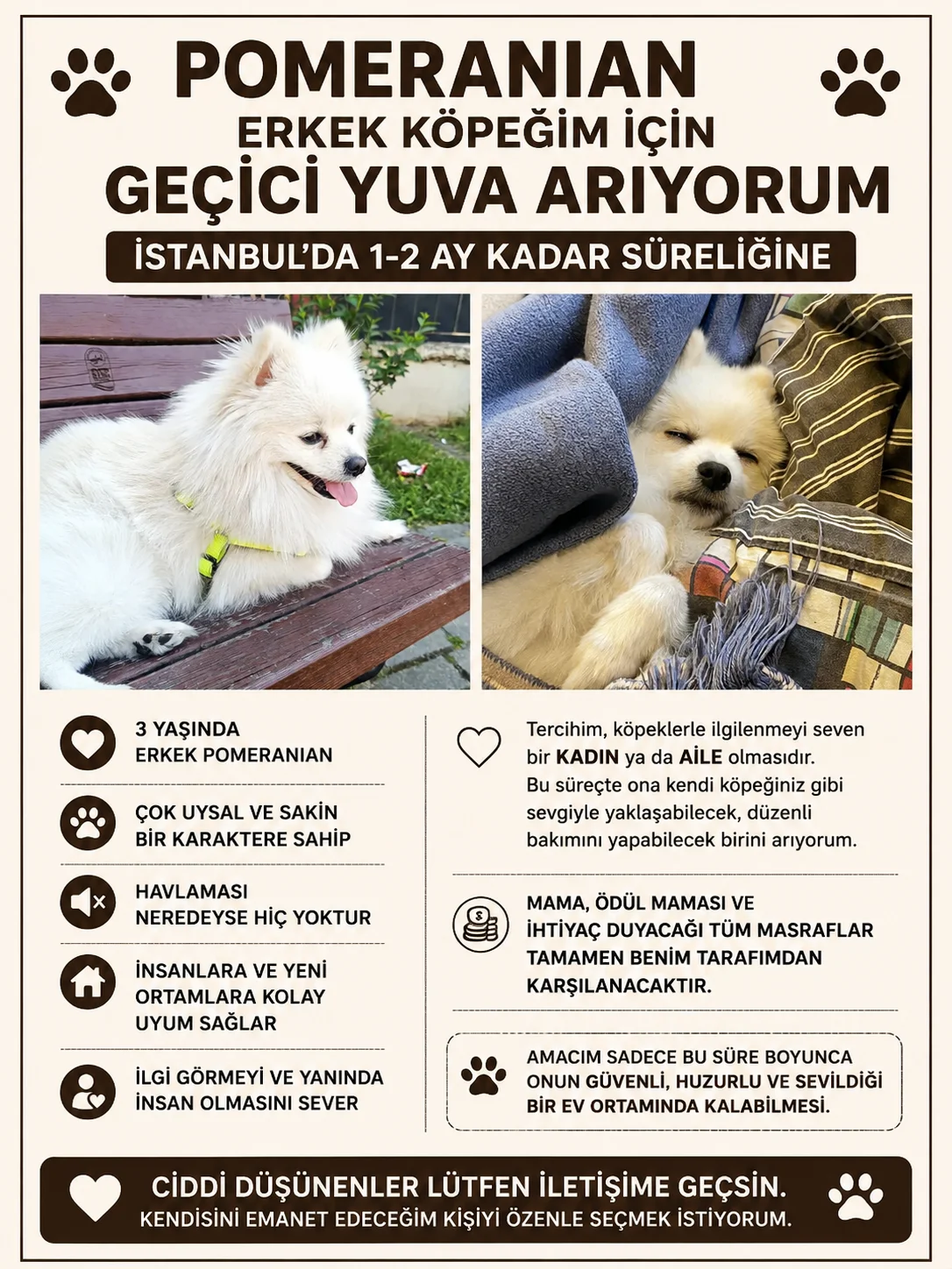 Pomeranian cinsi köpeğim için geçici yuva arıyorum