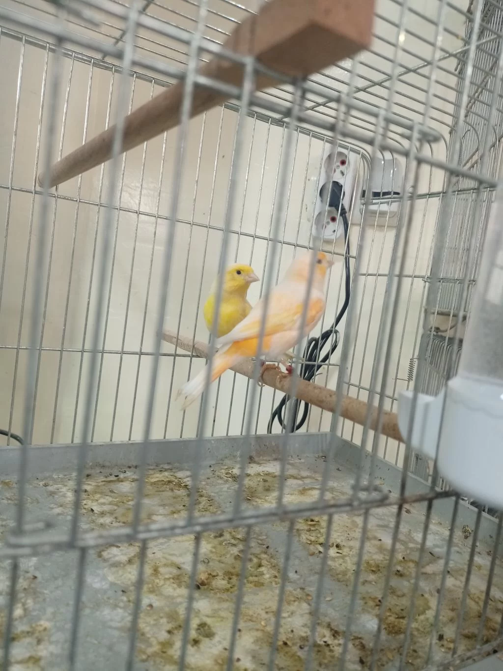 Eşlemeye Hazır Dişi Kanaryalar
