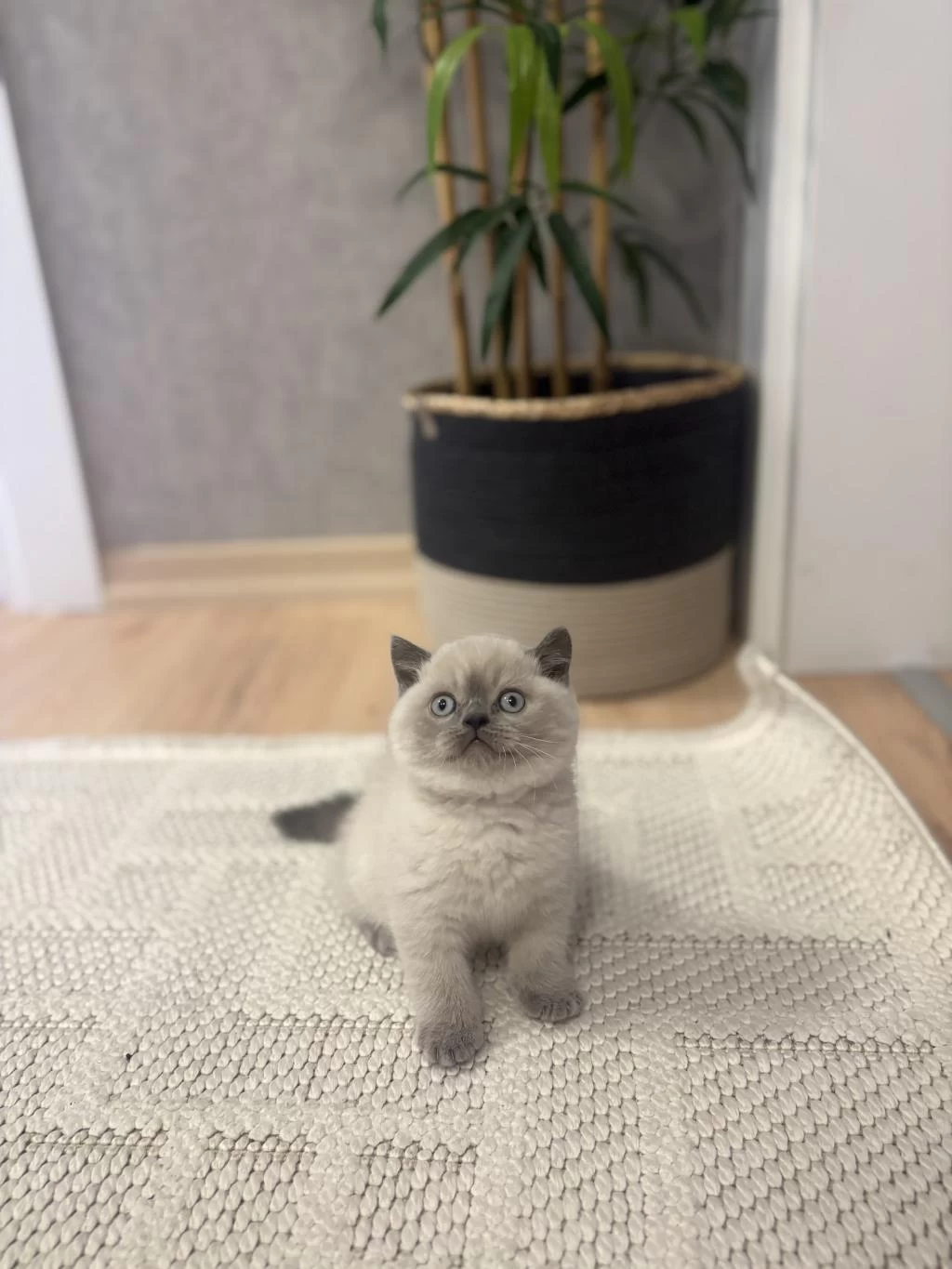 British Shorthair Blue Point