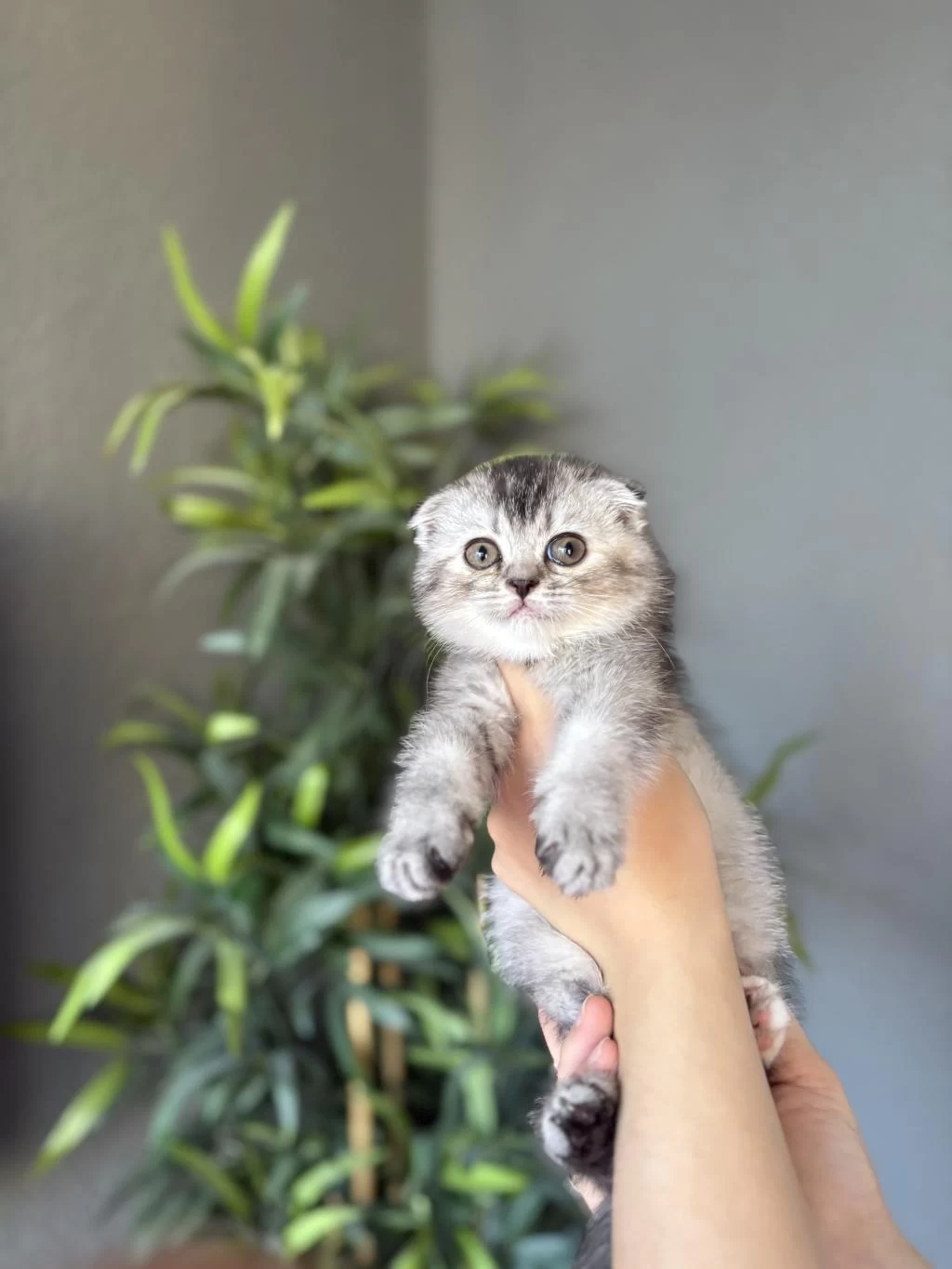 Scottish Fold İrk Garantili Yavrularim