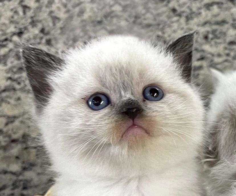 British Shorthair Sevimli Yavrularim