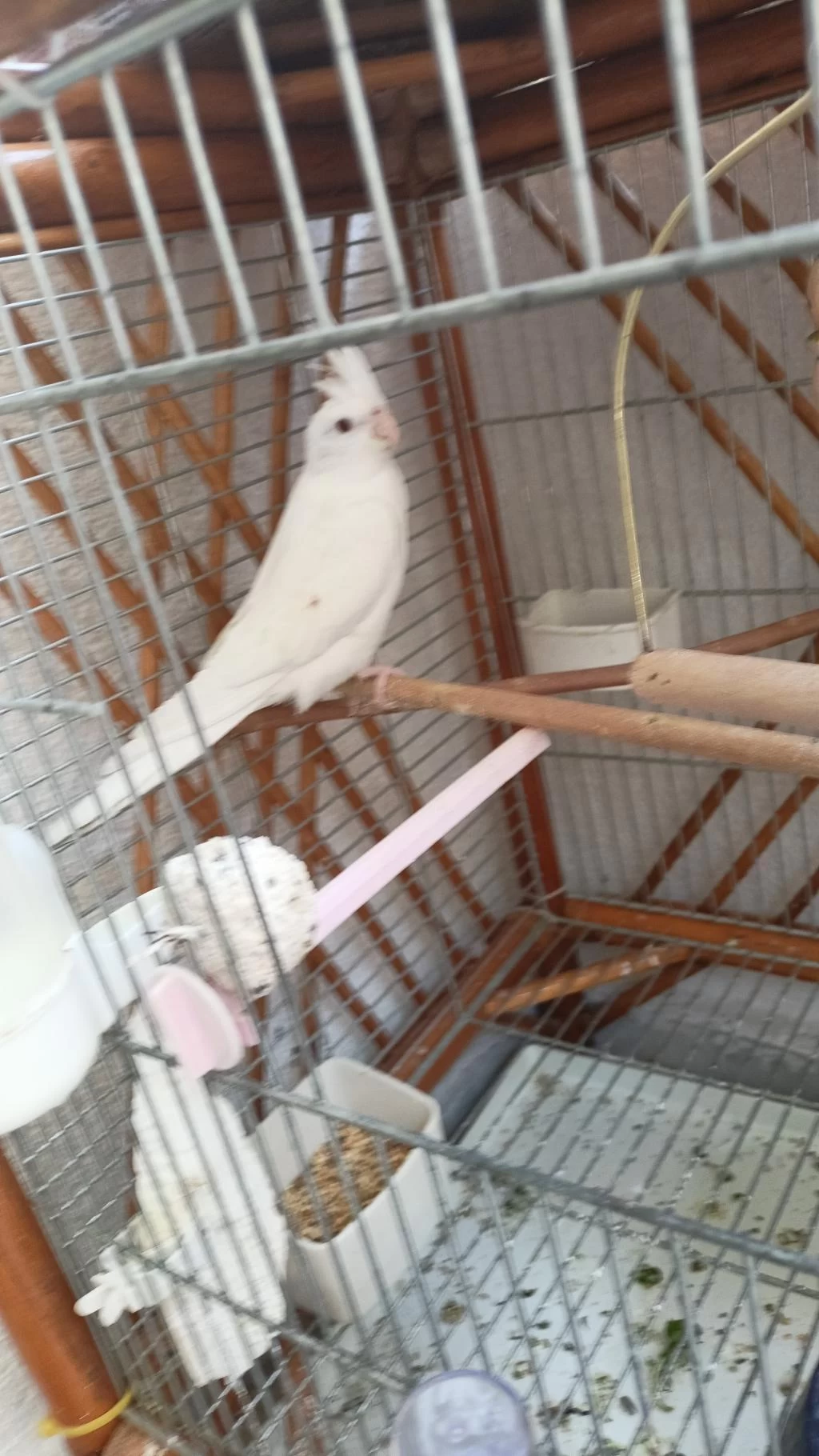 Dişi Albino Sultan Papağanı