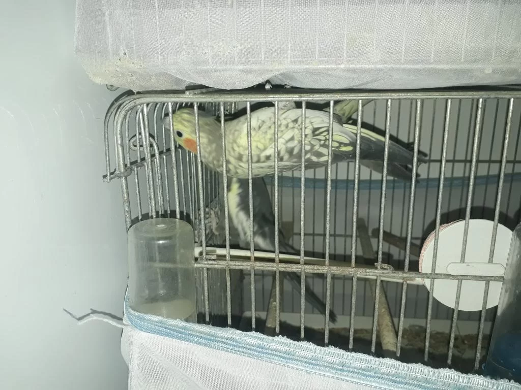 Sultan Papağanı Çiftler Yuva Hazırlığında